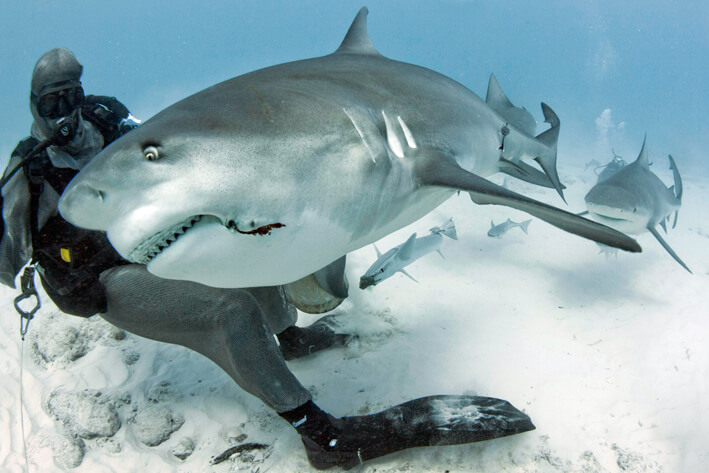 Should i visit Cancun, bull shark dives in Cancun