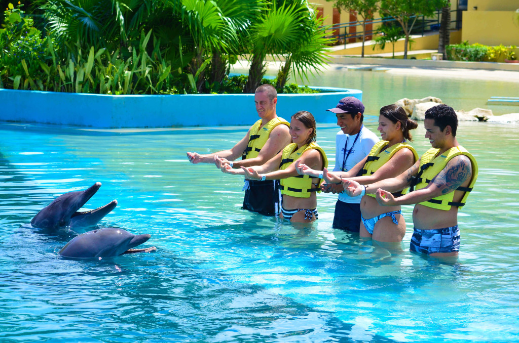 dolphin trainer for a day