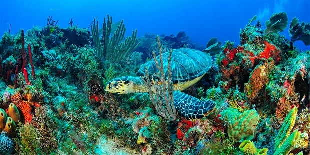 Sea Turtle Akumal, should i visit Cancun