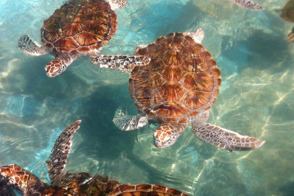sea turtles swimming in the ocean