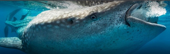 Tiburón ballena tour visita Cancún 2018