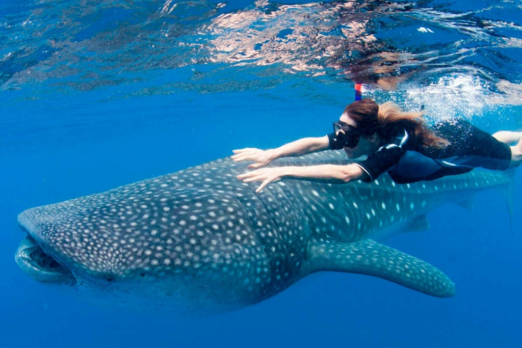 swim with the whaleshark in cancun