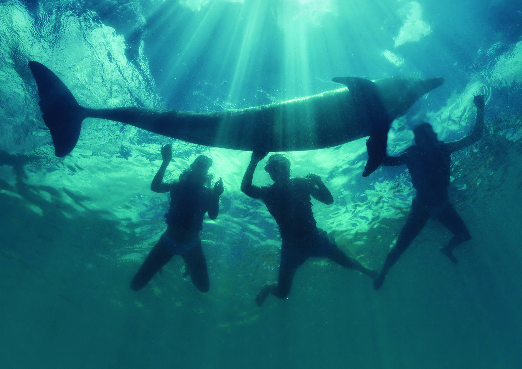 Descubre Los Mejores Lugares Para Nadar con Delfines en Cancún