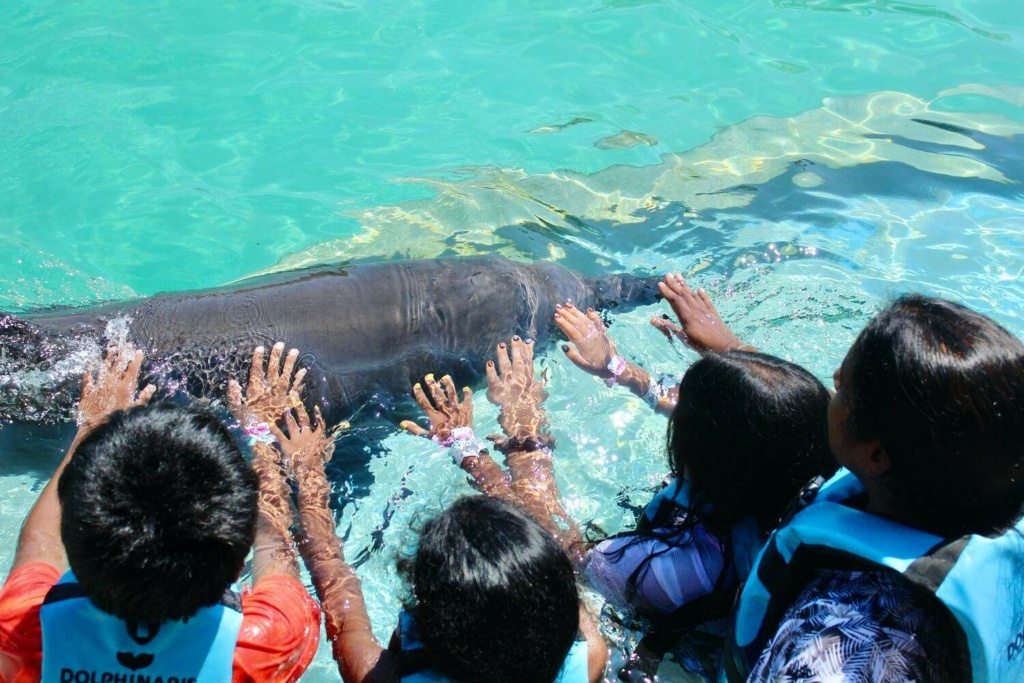 kids swimming with dolphins