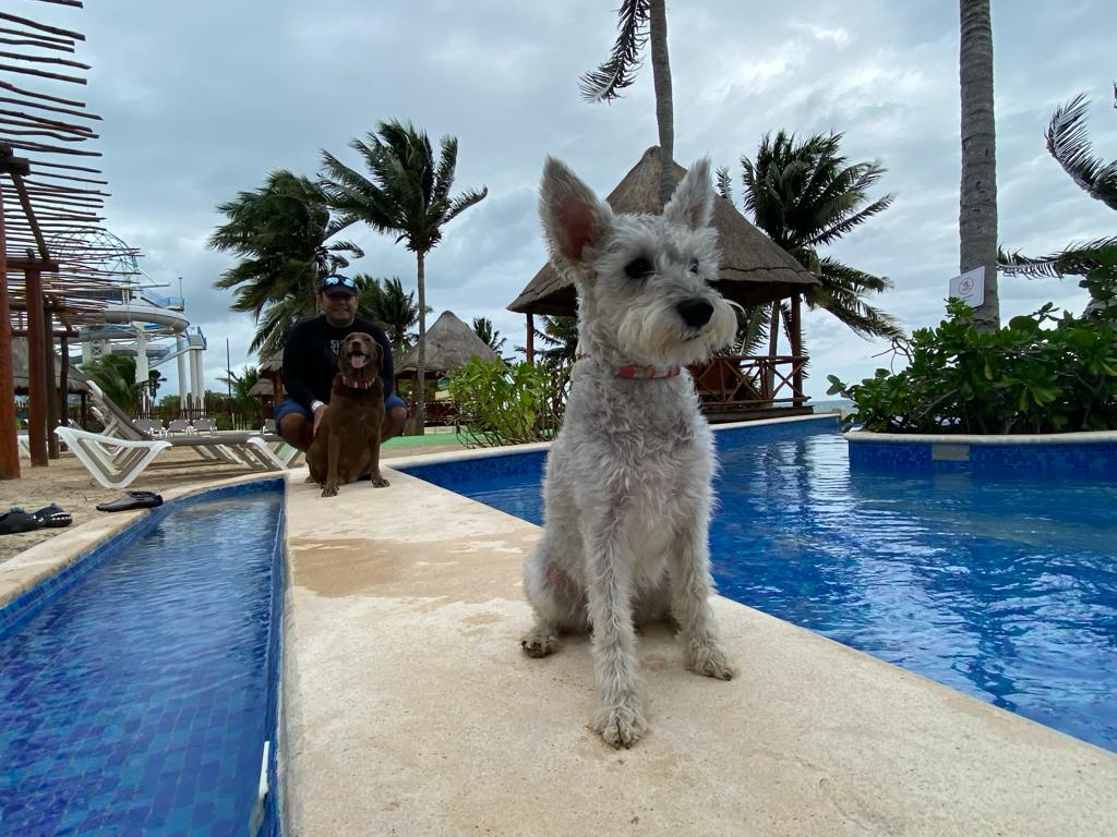 ¡Conoce la Única Alberca para Perros en Cancún!